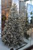 DSC_3151_Christmas_Tree.JPG