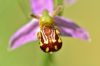 DSC_4616_Bee_Orchid.jpg