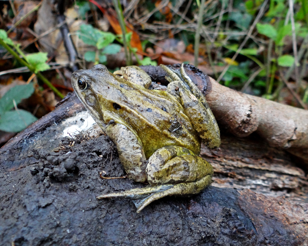 Frog_on_a_log_2_res.jpg