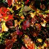 Autumn_Colour.jpg