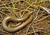 Resize_of_p1240328-slow-worm5B15D2_cropped.jpg