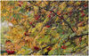 Rowan_Tree_in_Autumn.jpg