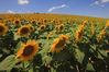 sunflowers 3.jpg