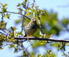 Meadow_Pipit-0159.jpg