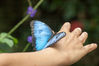 butterfly-conservatory156.jpg