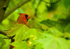 cardinal0084.jpg