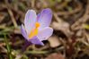 crocus_1777.jpg