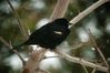 redwingblackbird.jpg