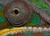 Chameleon