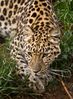 Amur_Leopard2w.jpeg