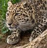 Amur_Leopard4w.jpeg