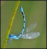 Damsel_Fly_W1_Richmond_Park_26_08_13.jpg