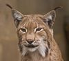European_Lynx1w.jpeg