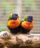 Lorikeetsweb1.jpeg