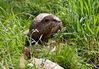 Otterw.jpeg