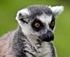 Ring_Tailed_Lemurw.jpeg