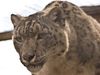 Snow_Leopard1w.jpg