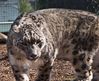 Snow_Leopard2w.jpeg