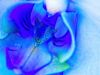 Blue_Orchid-C_2.jpg