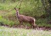 Deer_edit_HWK58462_flickr.jpg
