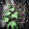 Ivy_and_Bark-P1010897-2.jpg