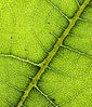 Leaf_Structure-.jpg