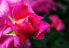 New_Rose_crop_HWK52866CC.jpg