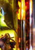 Oil_Bottles_DSCF1060-Edit.jpg