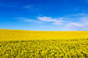 Spring_Field-P1010954-Edit.jpg