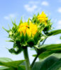 Sunflower_Budding_Orton-HWK51963.jpg