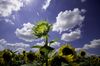Sunflowers-HWK58941-Editb_flickr.jpg