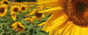 Sunflowers_Plaisance-_IGP9079_DxO-Editpw1CC.jpg
