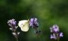 White_Butterfly_K20D4865CC.jpg