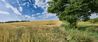 summer_field_pano_flickr.jpg