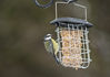 Bluetit_1_small.jpg