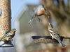 Chaffinch_2.jpg