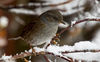 Dunnock-small.jpg