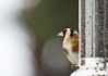 Gold_Finch_1_small.jpg