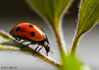 Ladybird-small.jpg
