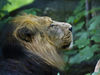 RKS_7971-lion-small.jpg