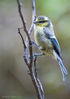 RKS_8140_Blue_Tit_-small.jpg
