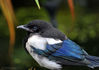 RKS_8666-magpie-small.jpg