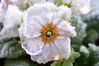 DSC_2127_White_Flower.jpg