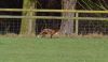 DSC_2698_Fox_hunting.jpg