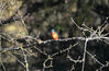 DSC_2763_Kingfisher.jpg