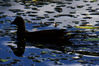 DSC_2969_Young_Moorhen.jpg