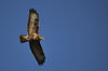 DSC_2981_Buzzard.jpg