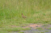 DSC_3002_Skylark.jpg