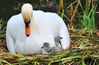 DSC_3271_Swan_with_Cygnets.jpg