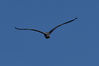 DSC_3611_Flight.jpg